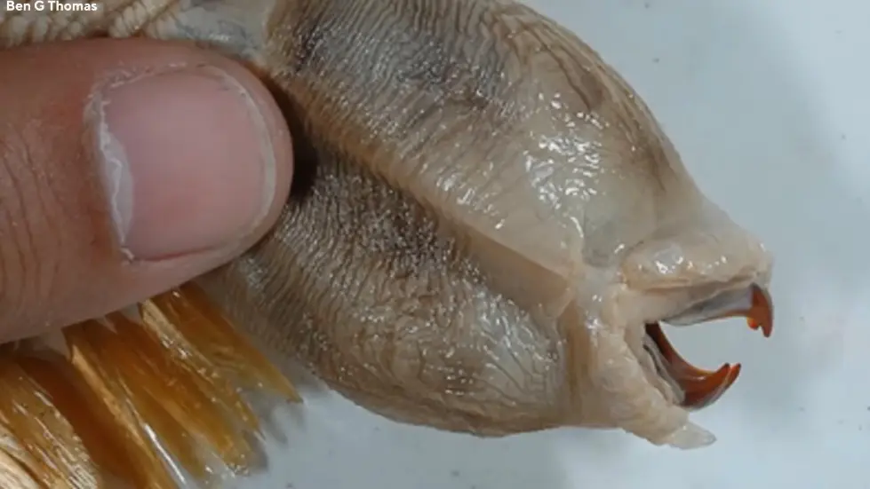 Russia Reveals Antarctica Is Not What We