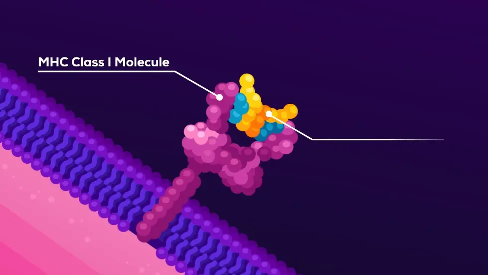 Your Body Killed Cancer 5 Minutes Ago 006